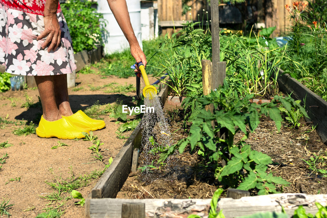 Woman watering farm planting in beds on backyard, garden irrigation, elderly lifestyle in village