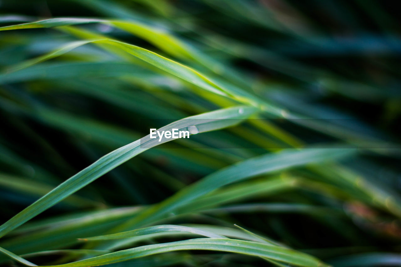 Close-up of green leaf