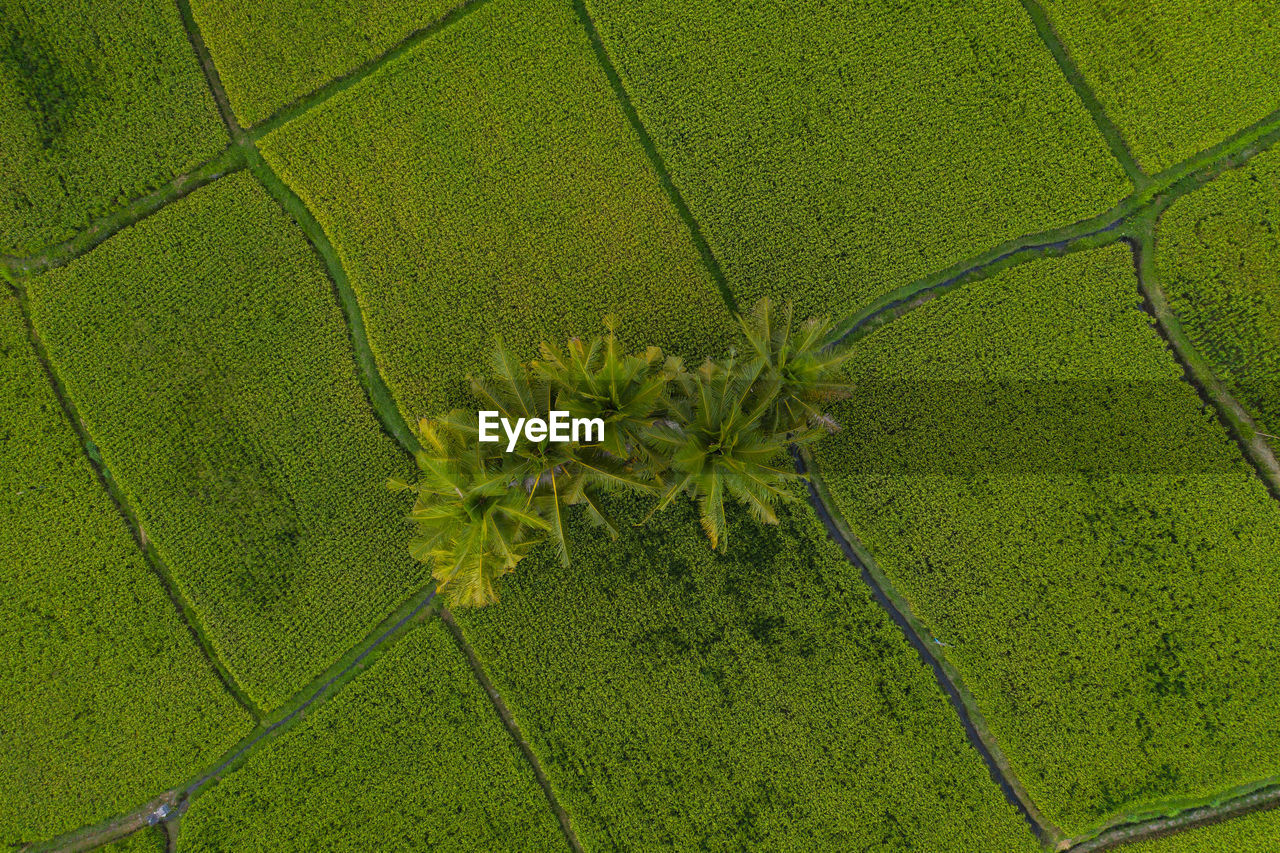 HIGH ANGLE VIEW OF LEAF ON LAND