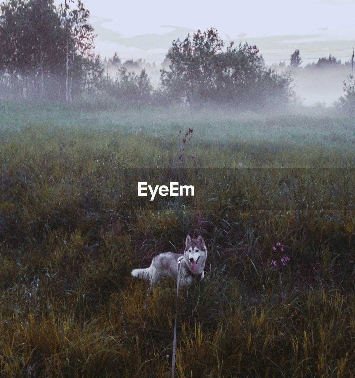 View of  grey siberian husky dog on foggy mist field 