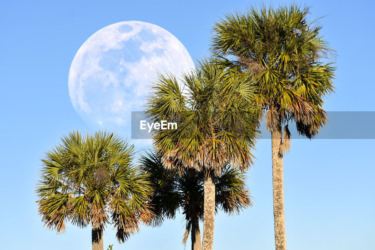 LOW ANGLE VIEW OF COCONUT PALM TREE AGAINST CLEAR BLUE SKY