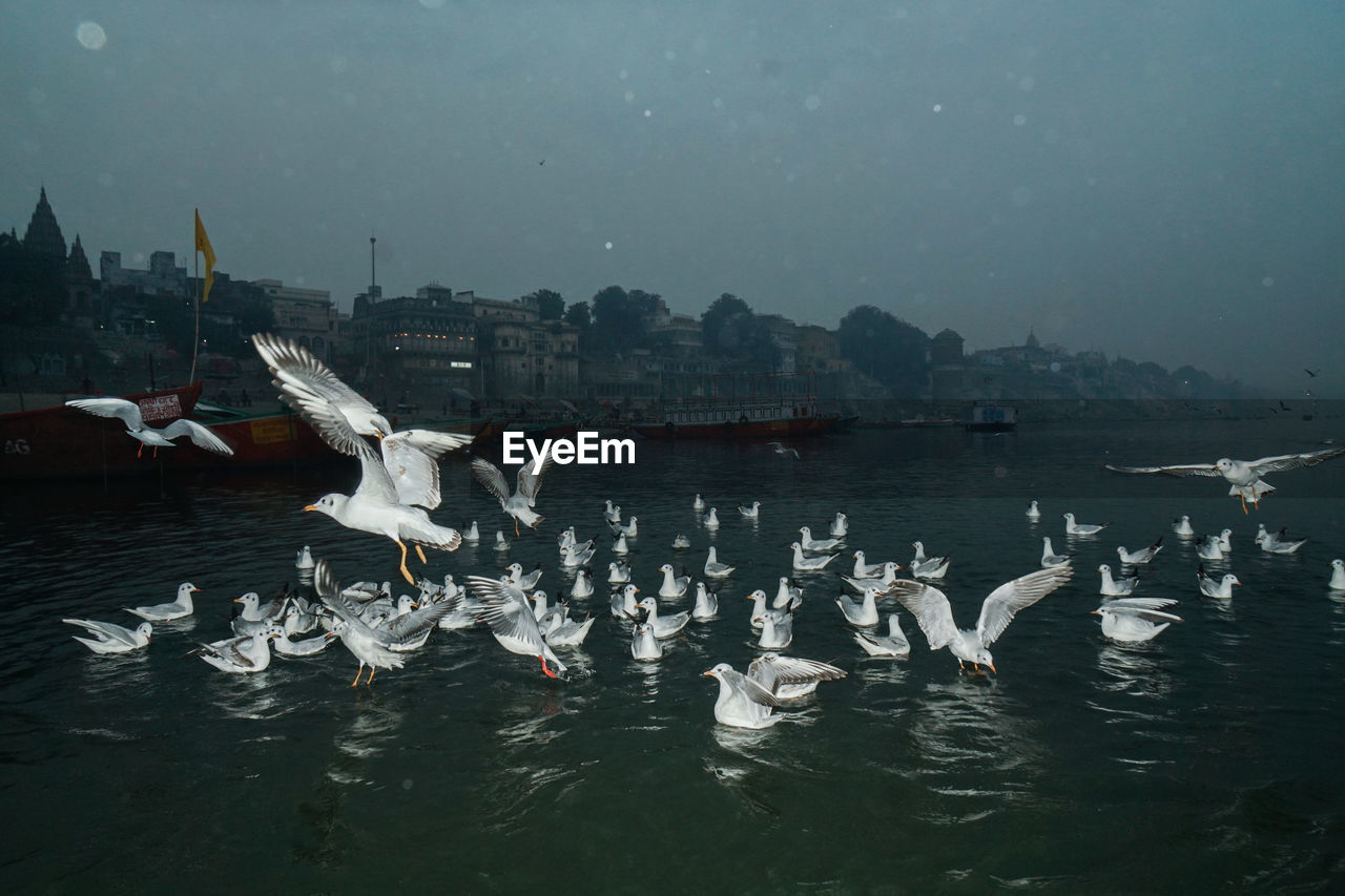 BIRDS FLYING OVER LAKE