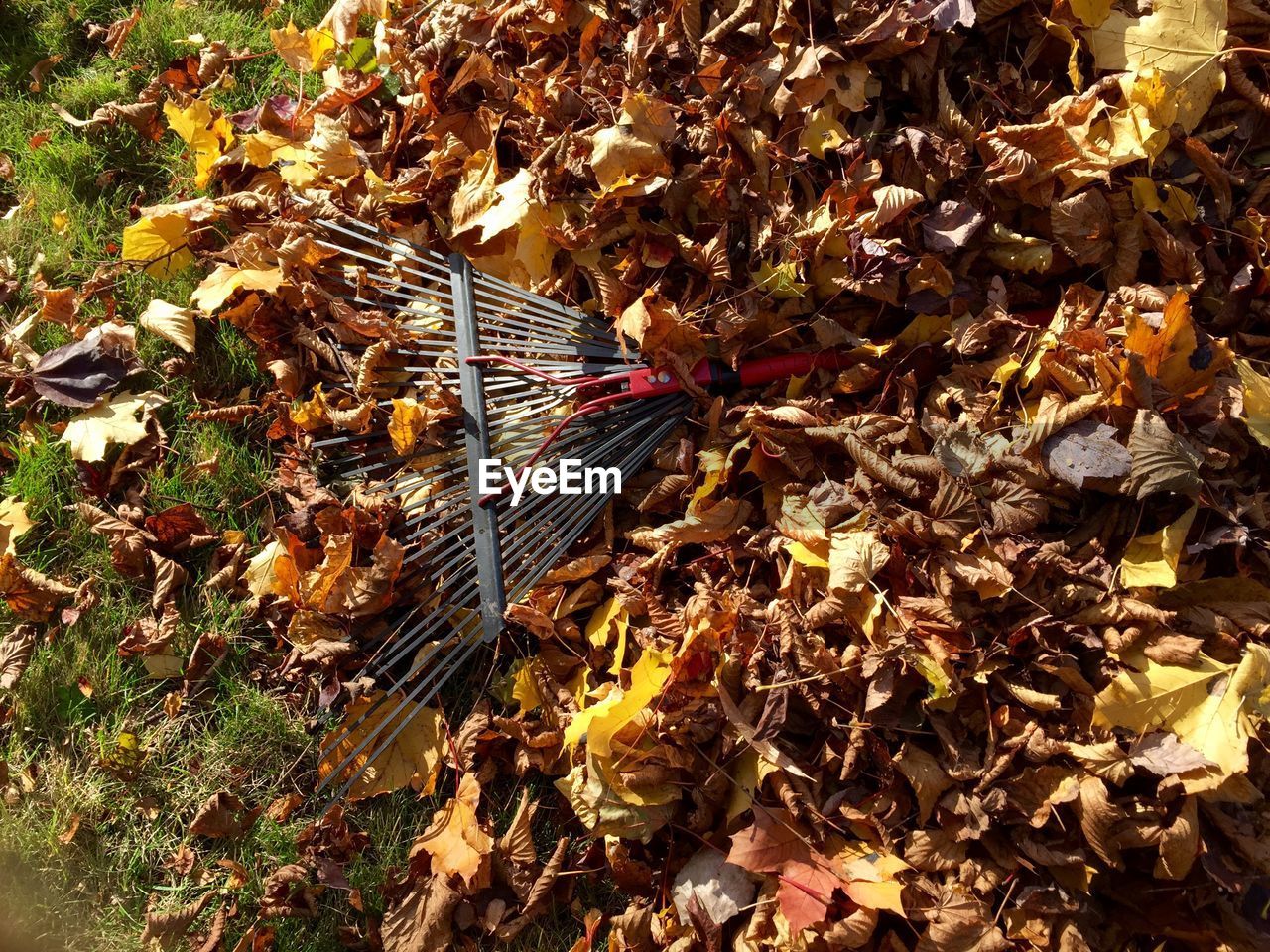 High angle view of rake amidst autumn leaves in lawn