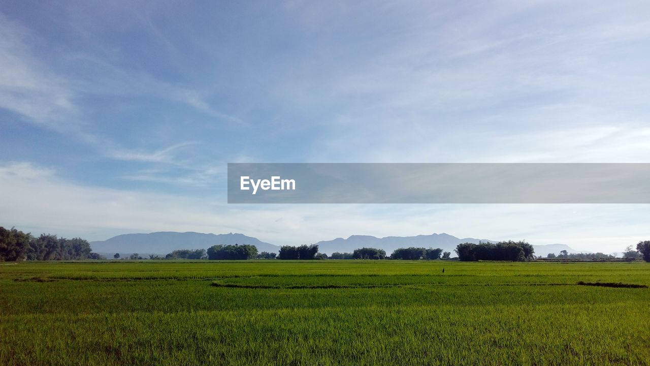 Scenic view of field against sky