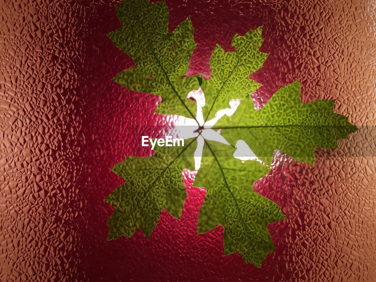 CLOSE-UP OF RED LEAVES ON WALL