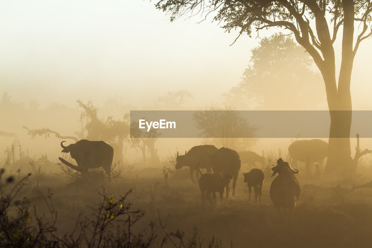 VIEW OF HORSES ON FIELD