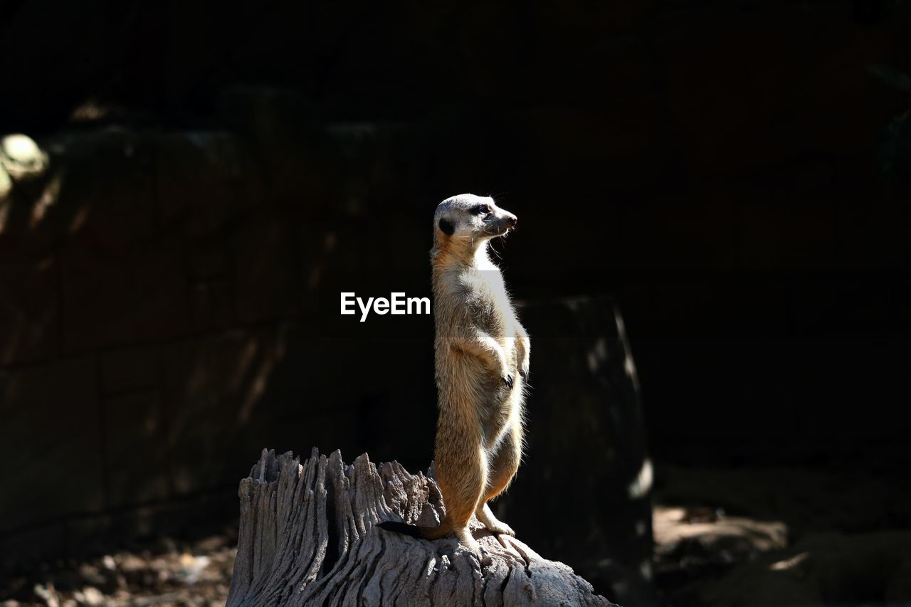 View of meerkat on wood