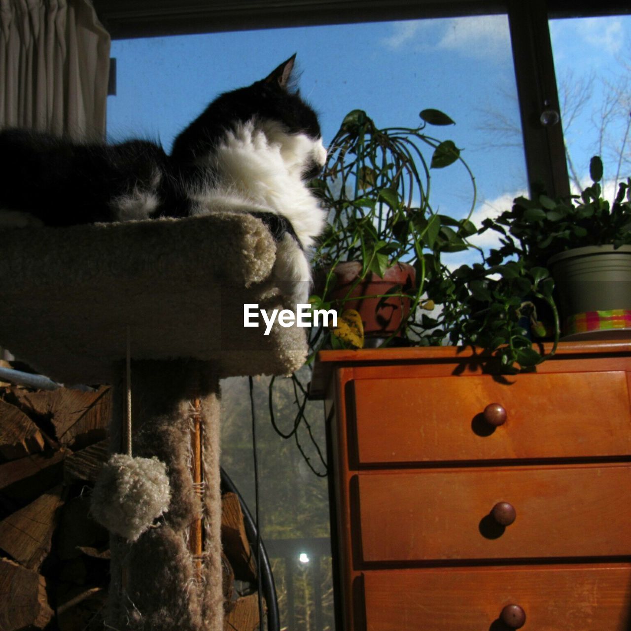 CLOSE-UP OF CAT LOOKING UP