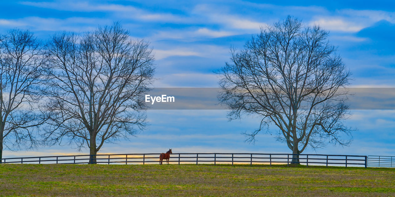 Thoroughbred horse stand by a fence with cloudy skies.