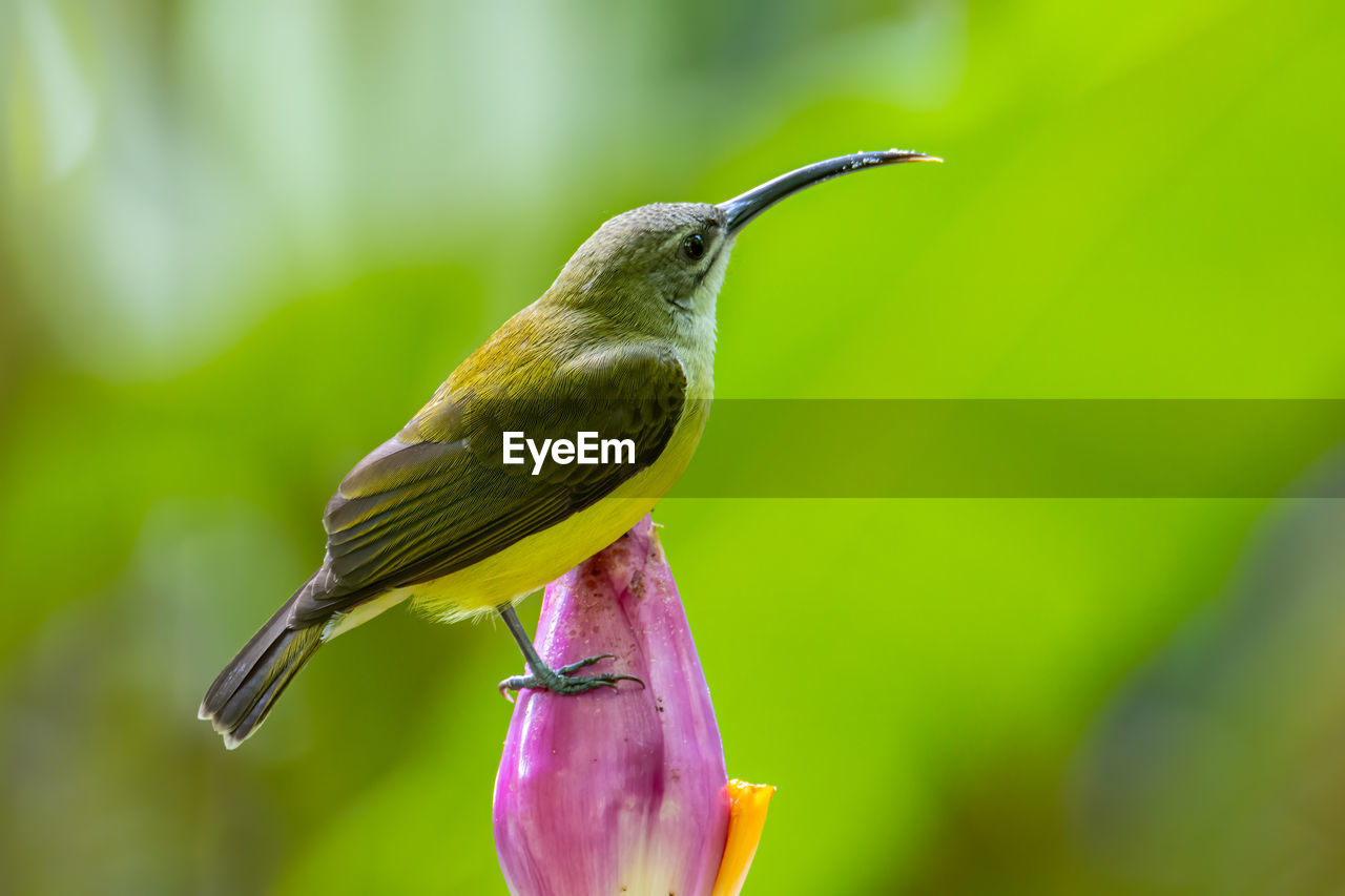 CLOSE-UP OF BIRD PERCHING ON A PLANT