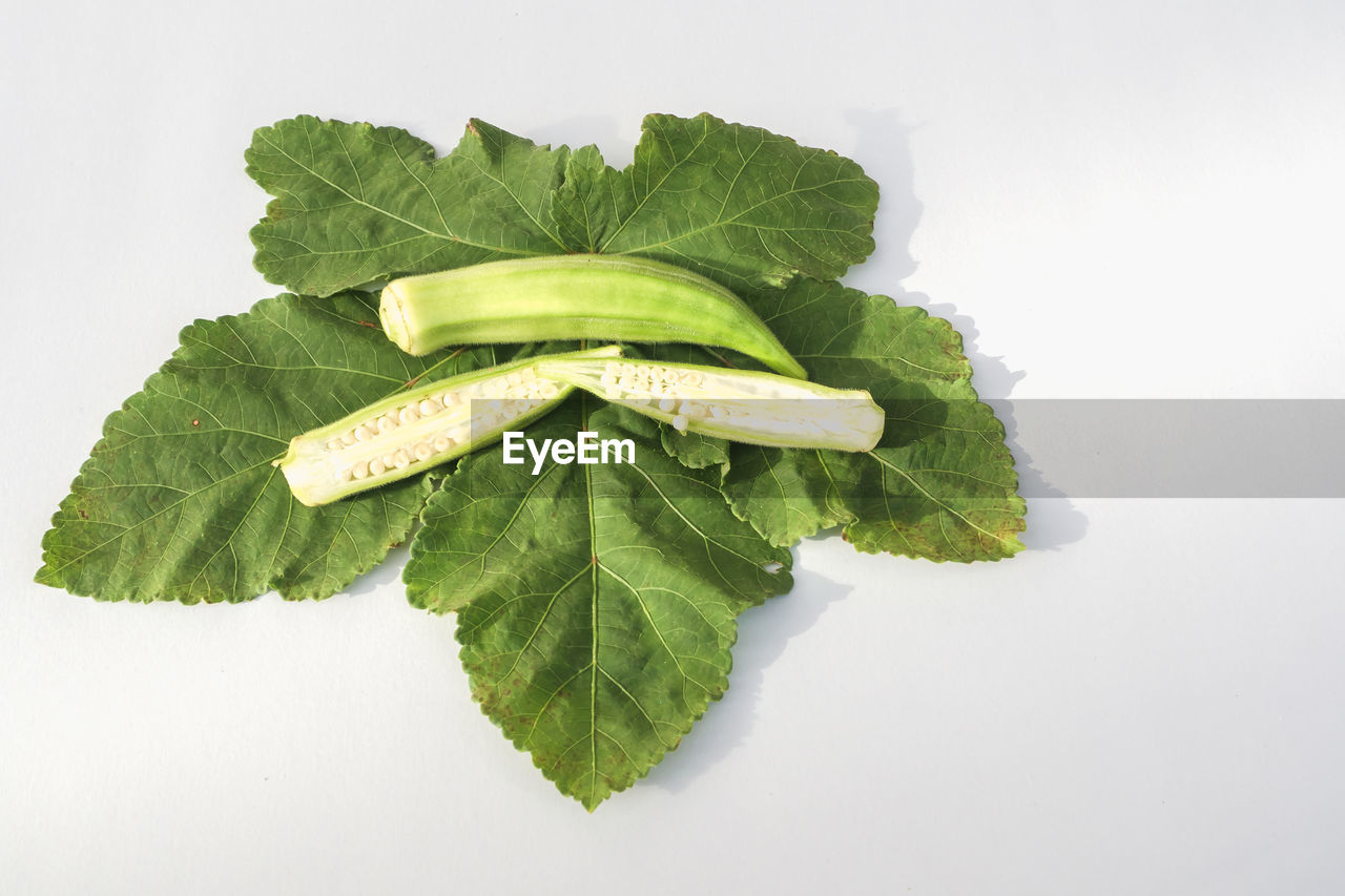 HIGH ANGLE VIEW OF GREEN LEAVES