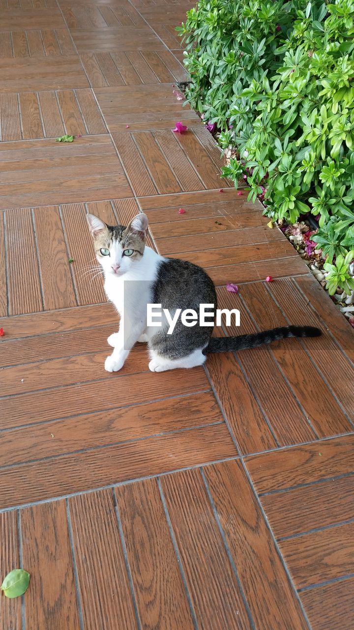 CAT LYING ON HARDWOOD FLOOR AGAINST WALL