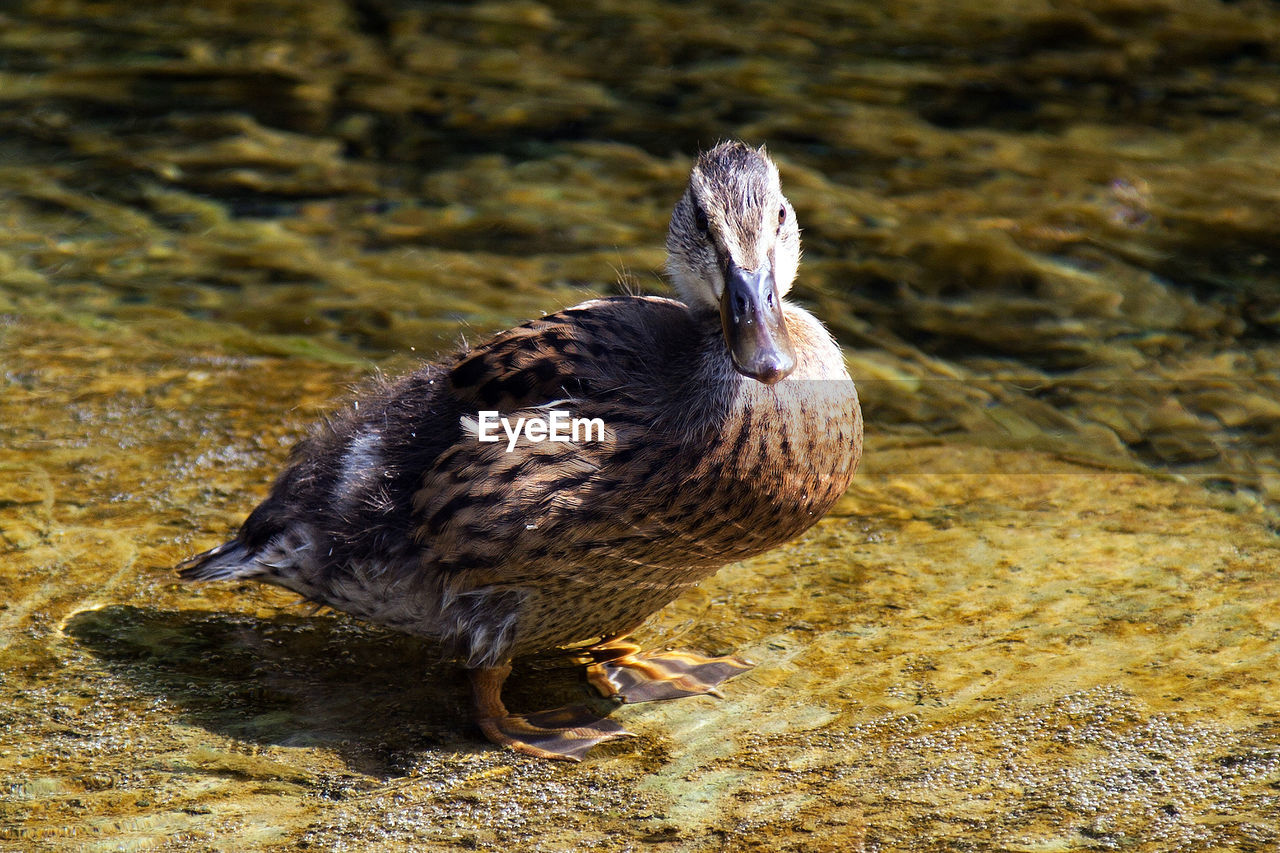 Close-up of mallard duck in water at lakeshore