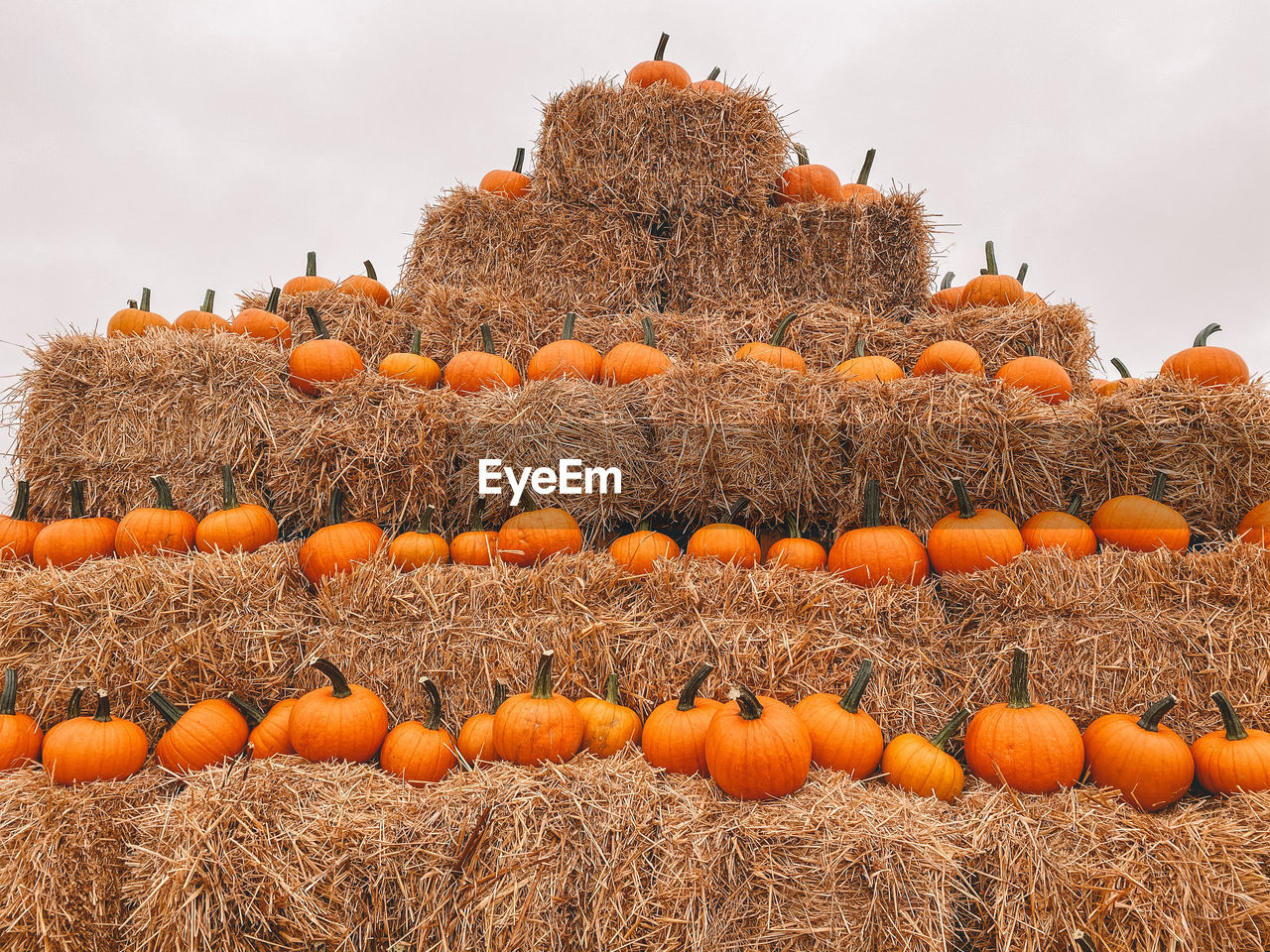 PUMPKINS ON FIELD