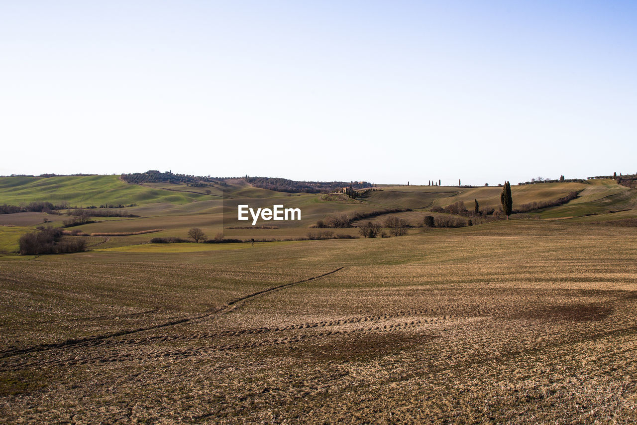 VIEW OF A FIELD