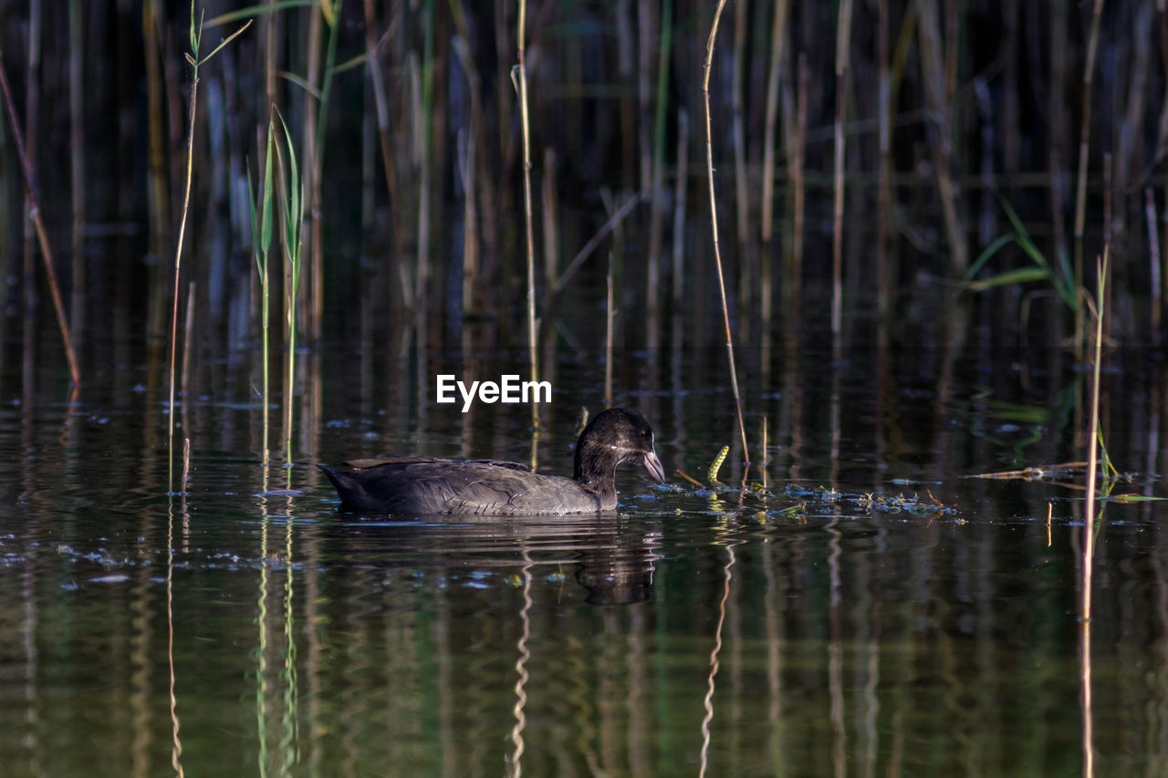 VIEW OF DUCKS SWIMMING IN LAKE