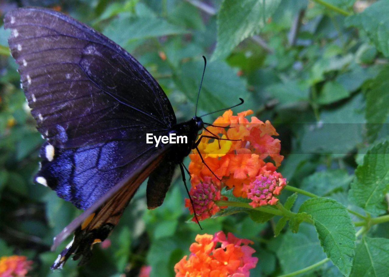 Close-up of butterfly on leaf