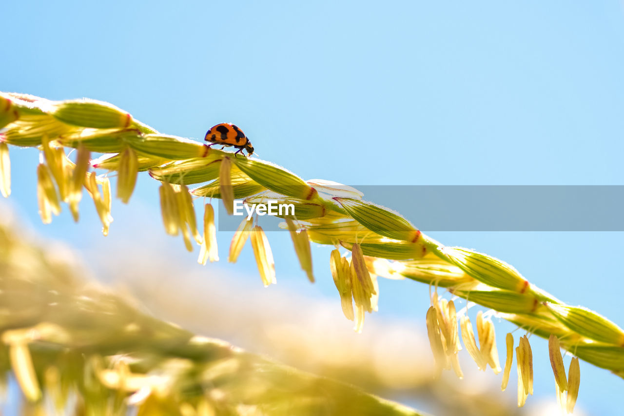 Ladybug walking up corn plant