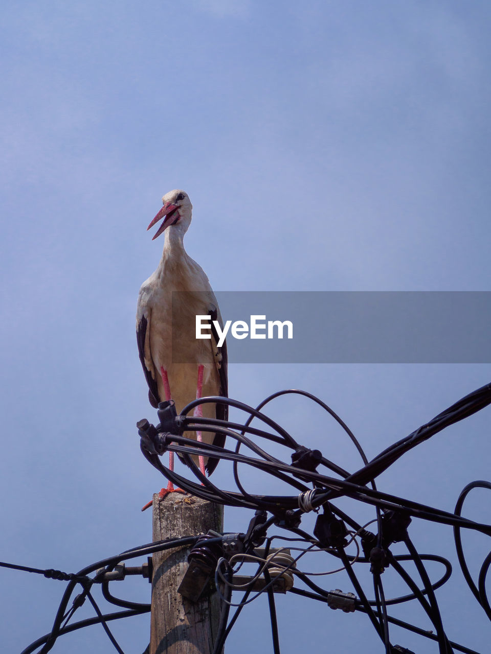 LOW ANGLE VIEW OF BIRD PERCHING ON A CABLE