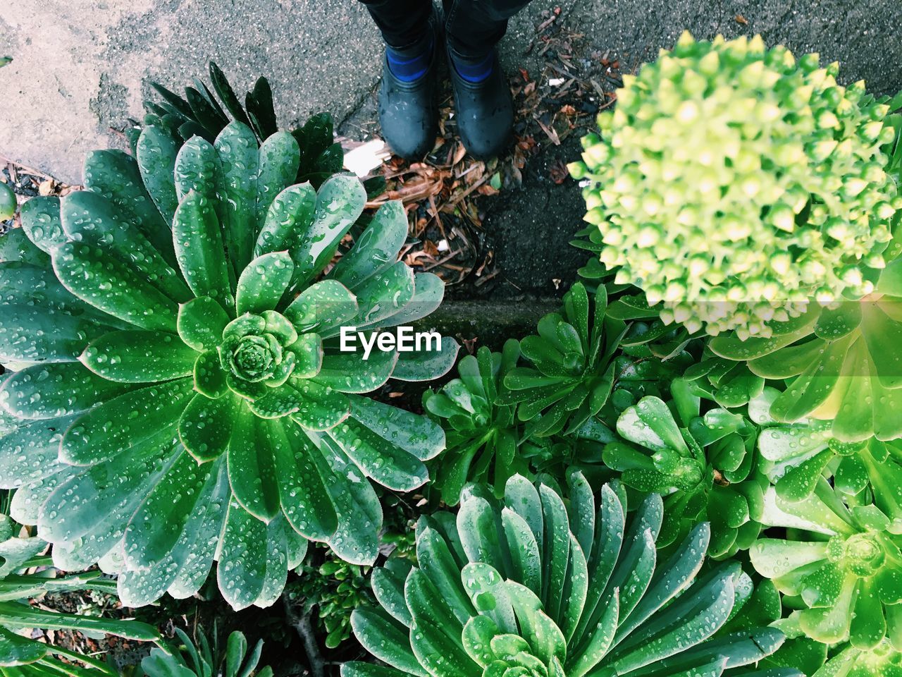 Person standing in front of wet succulent plants