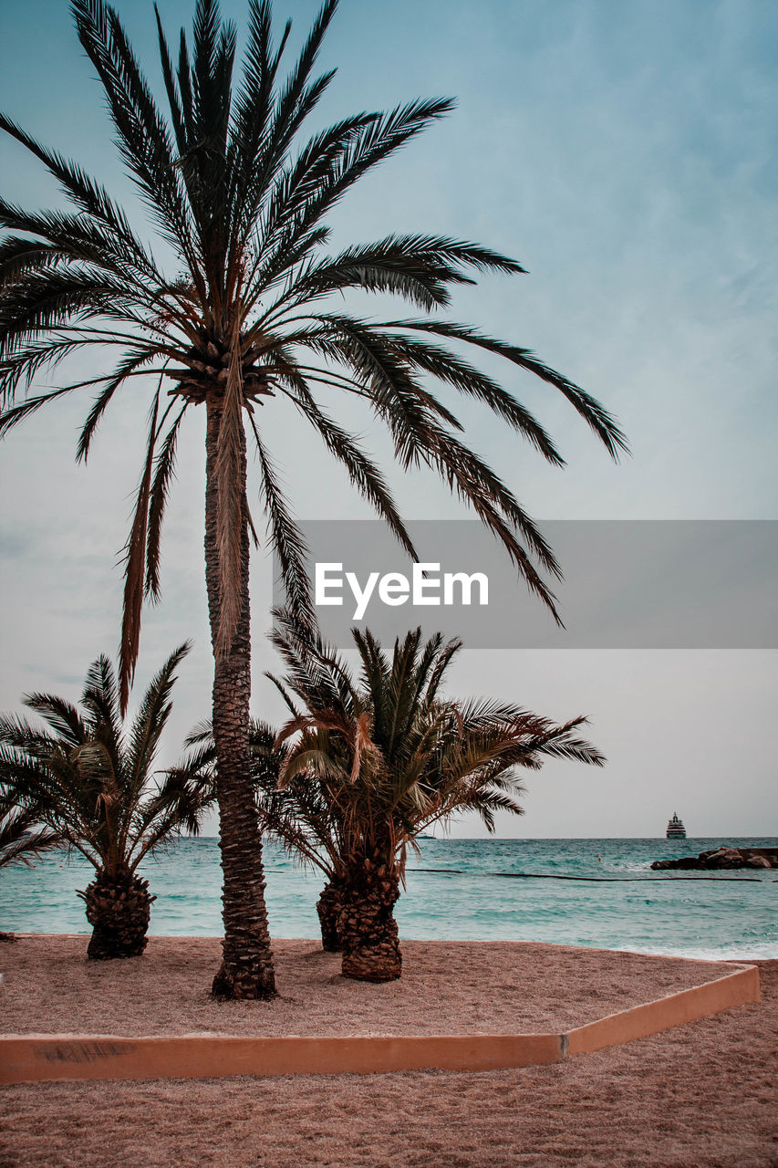 Palm trees on beach against sky