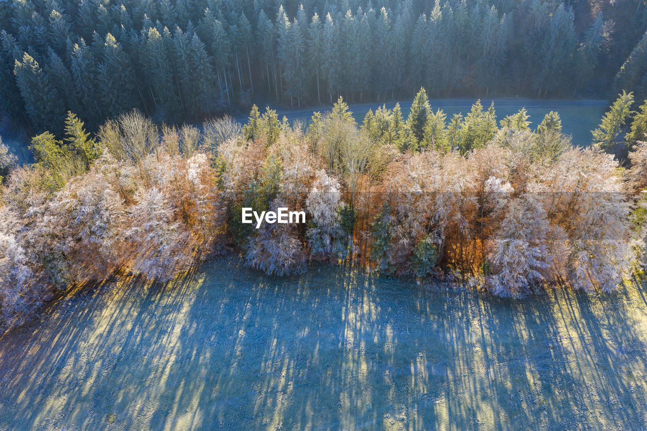 Germany, bavaria, aerial view of grove in autumn
