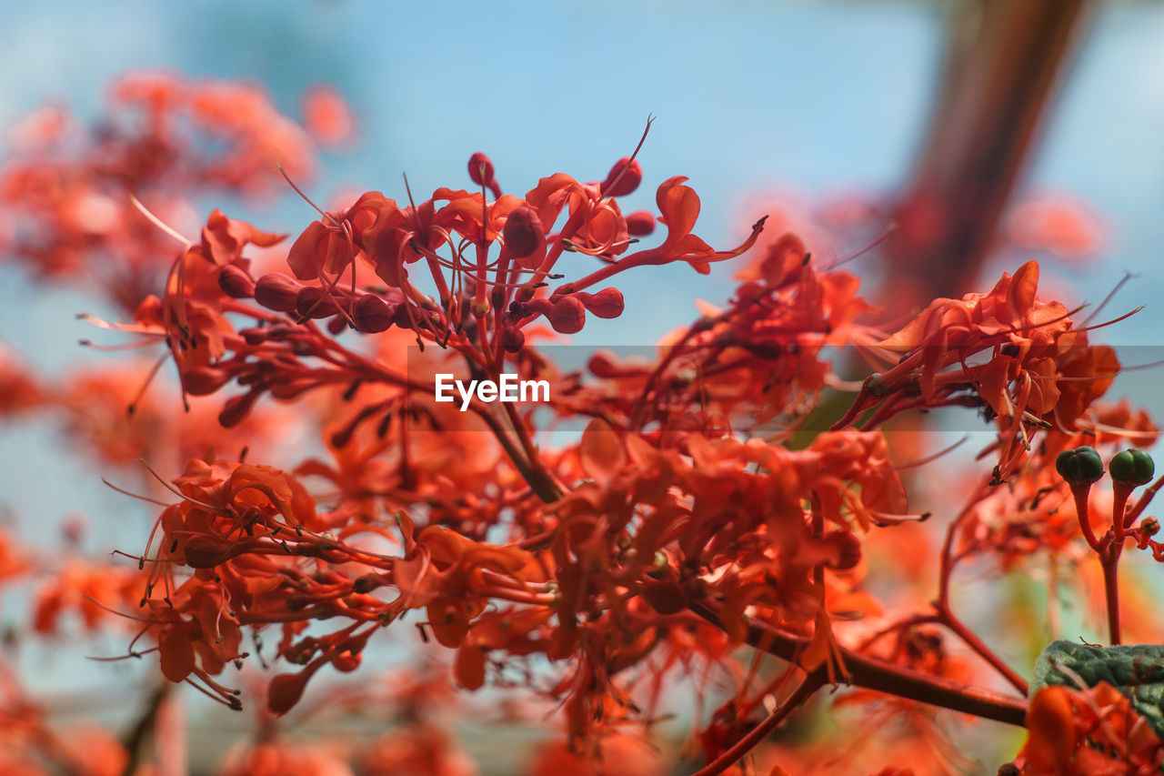 CLOSE-UP OF RED FLOWERS ON TREE