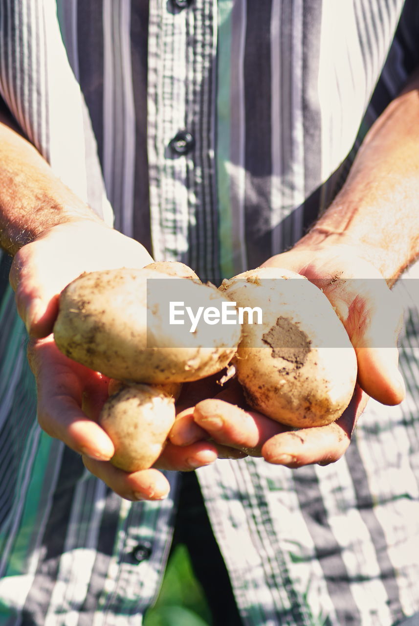 Close-up of hands holding potato