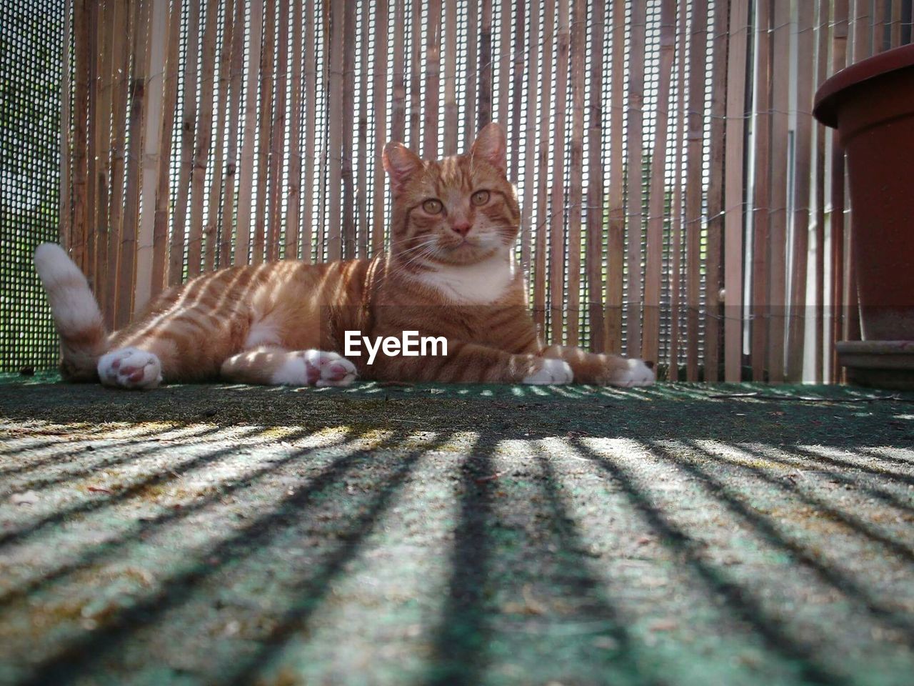 CLOSE-UP PORTRAIT OF CAT ON FLOOR