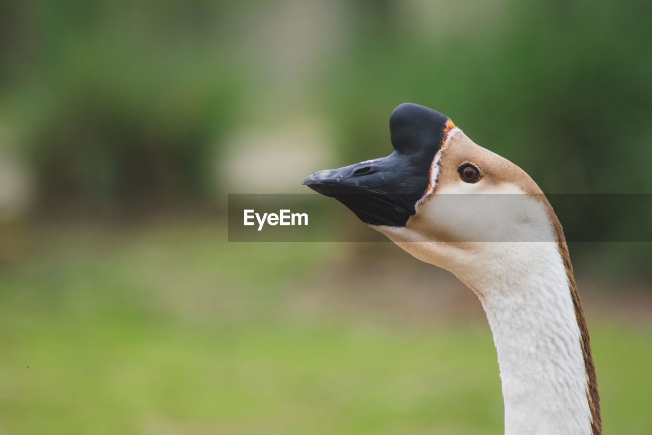 Close-up of bird