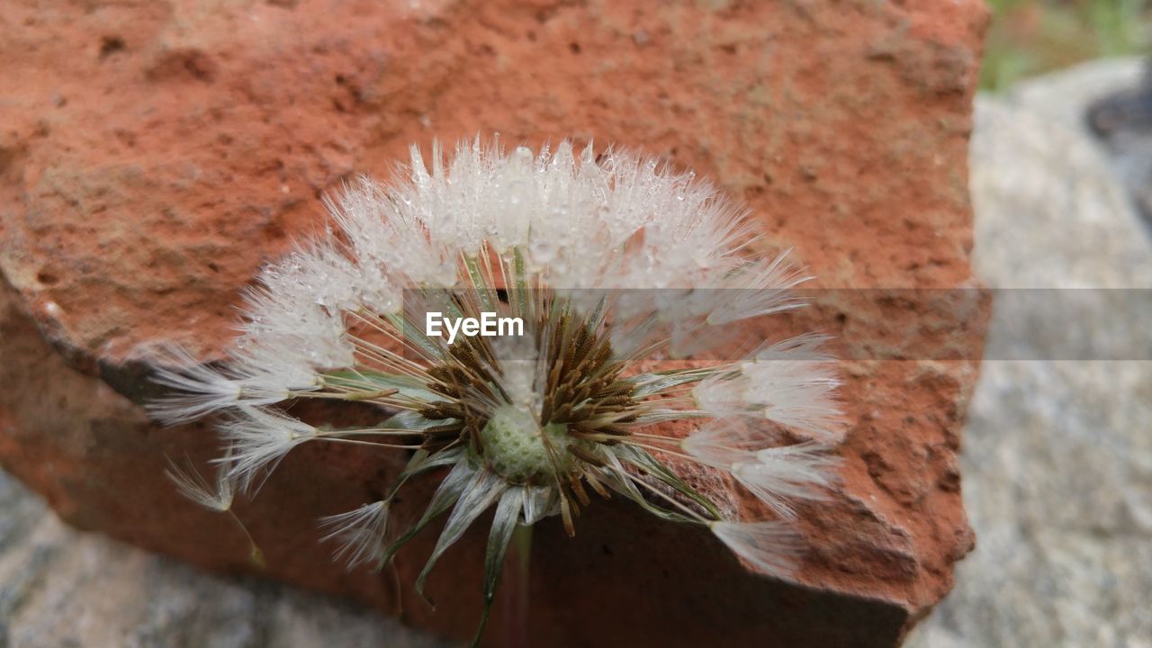 CLOSE-UP OF FLOWER HEAD