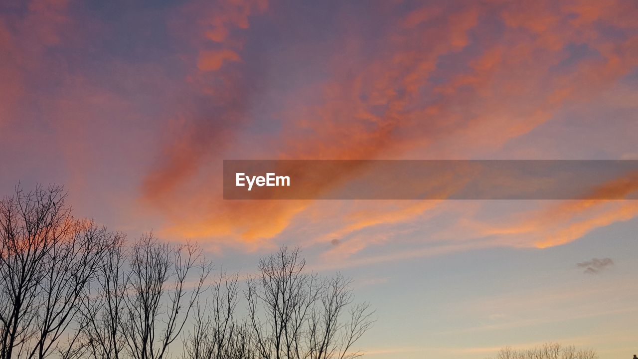 LOW ANGLE VIEW OF BARE TREE AGAINST ORANGE SKY