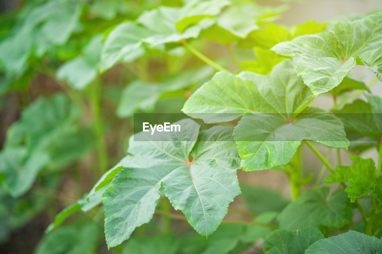 CLOSE-UP OF FRESH GREEN LEAVES