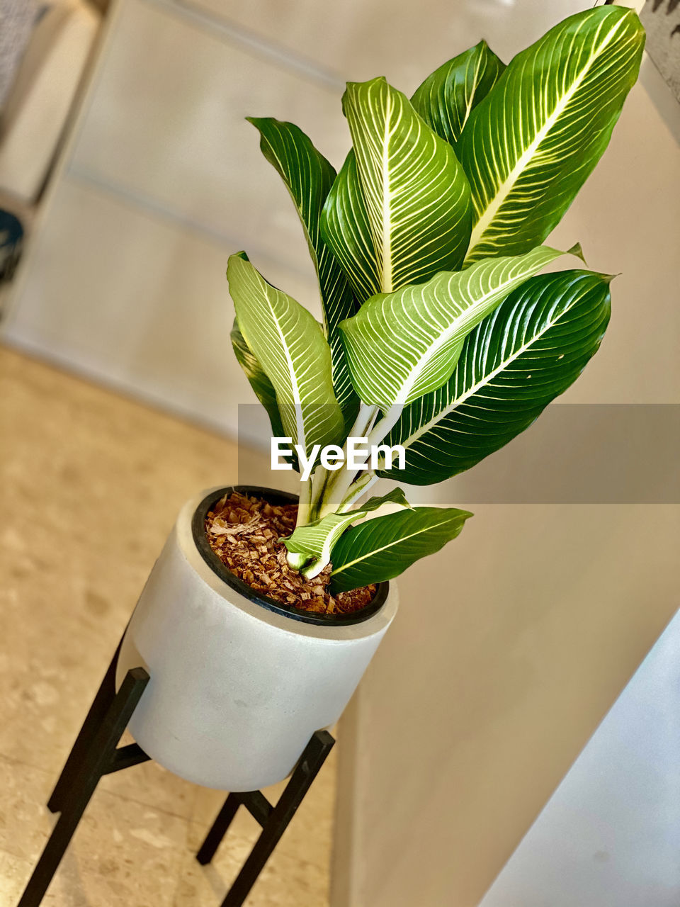 HIGH ANGLE VIEW OF POTTED PLANT AT HOME