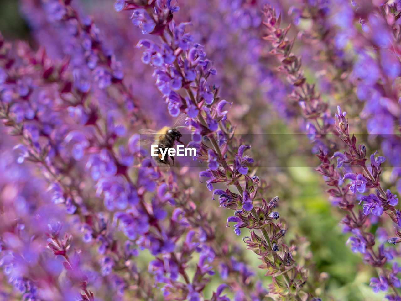 CLOSE-UP OF HONEY BEE ON LAVENDER