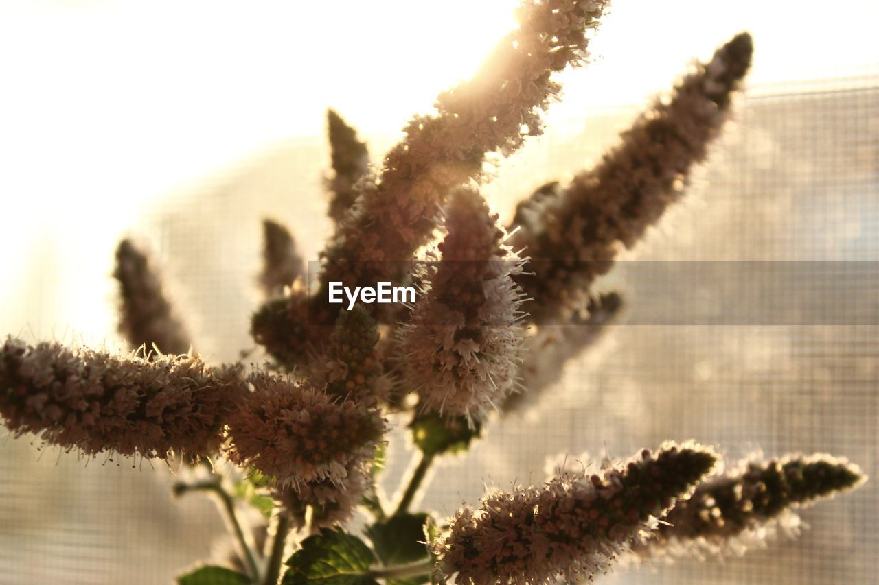 Close-up of flowers against blurred background