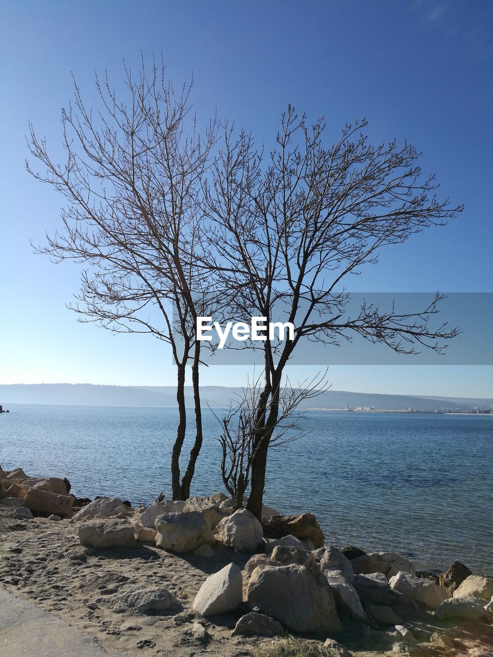 Bare tree on rocks by sea against sky