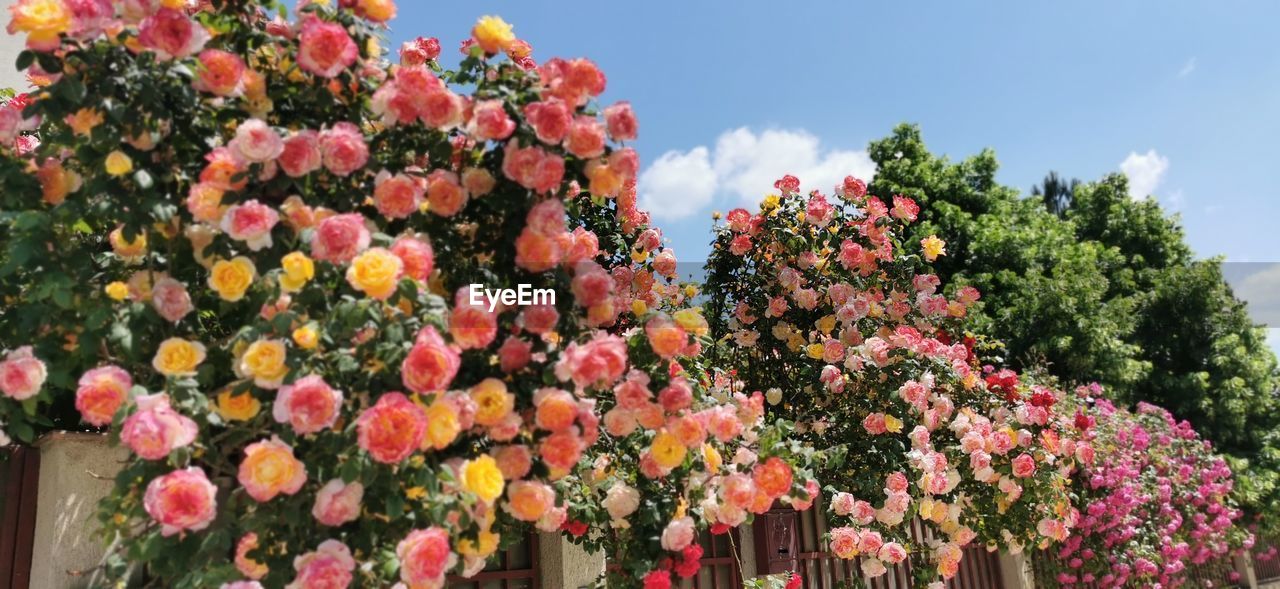 plant, flower, flowering plant, nature, beauty in nature, freshness, growth, sky, pink, multi colored, no people, day, fragility, outdoors, tree, blossom, springtime, floristry, flower head, cloud, abundance, low angle view, shrub, red, inflorescence