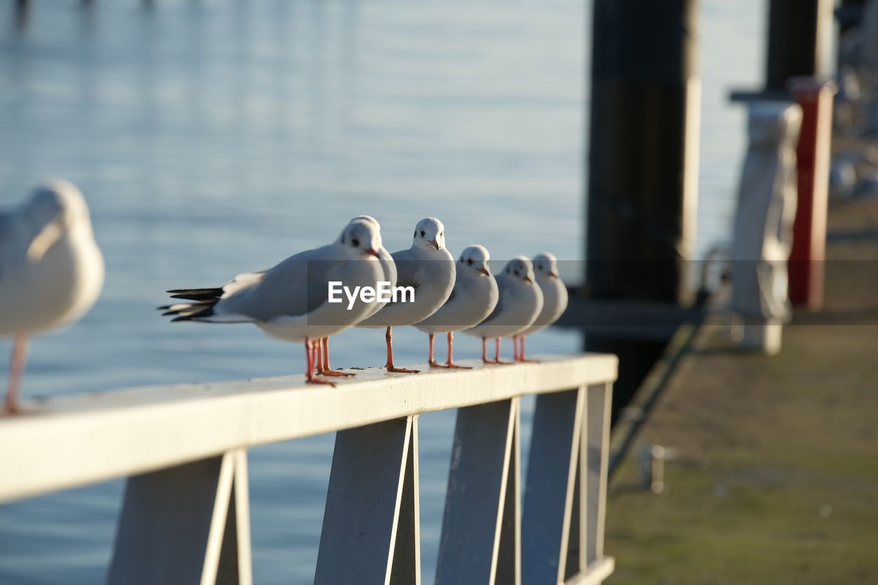 Seagulls perching on railing against sea