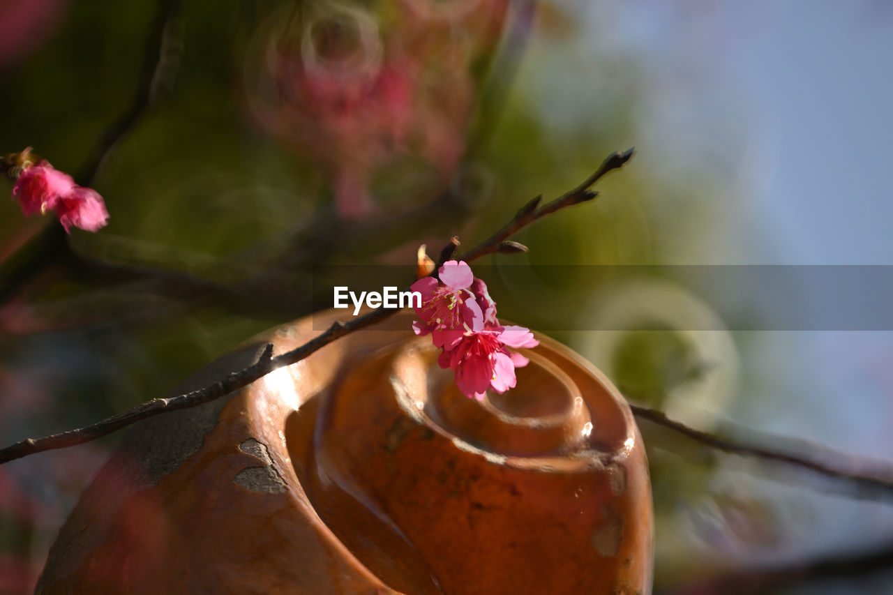 macro photography, close-up, nature, leaf, flower, plant, flowering plant, beauty in nature, animal themes, animal, no people, food and drink, animal wildlife, freshness, food, outdoors, tree, pink, insect, focus on foreground, autumn, multi colored, branch, red, water, one animal, fragility, fruit, day