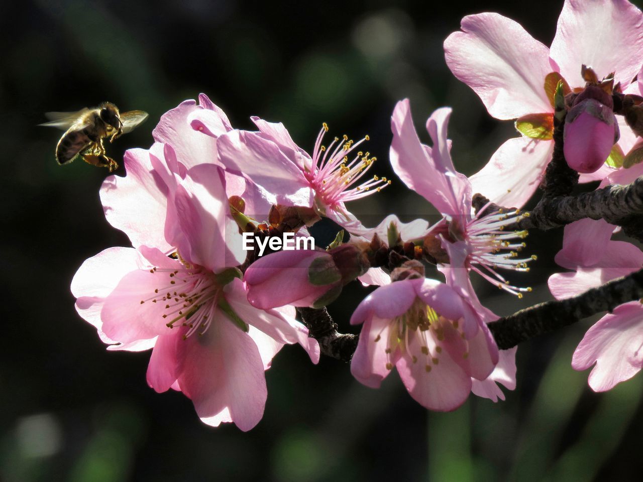 CLOSE-UP OF BEE POLLINATING ON PINK CHERRY BLOSSOMS