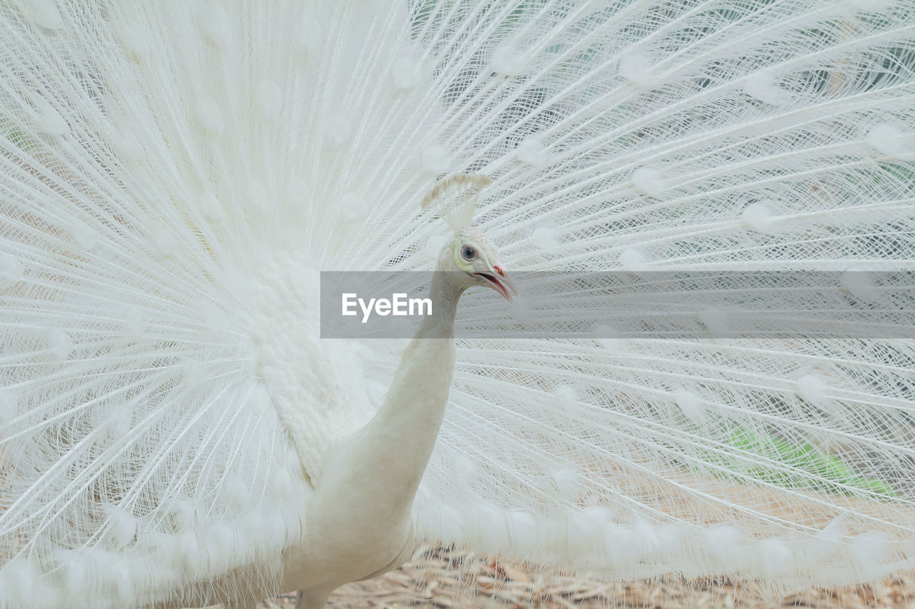 Close-up of white peacock with feather fanned out on field 