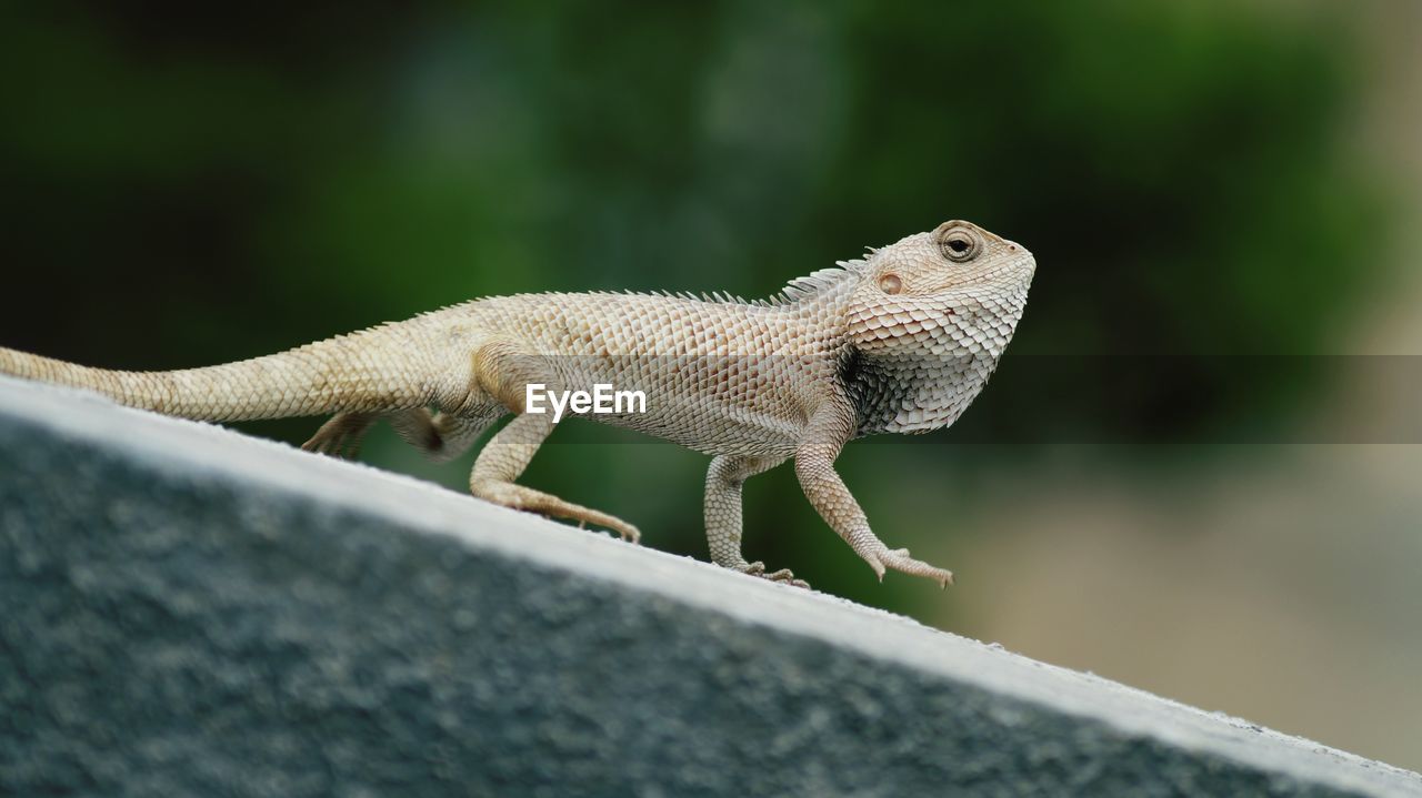 Close-up of lizard on wall