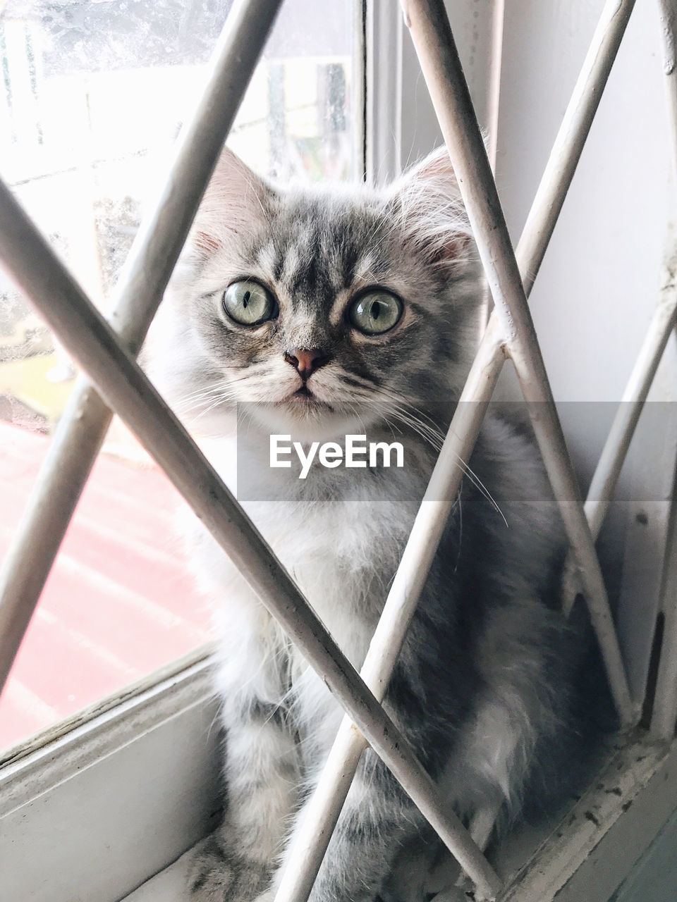 Portrait of cat seen through metal