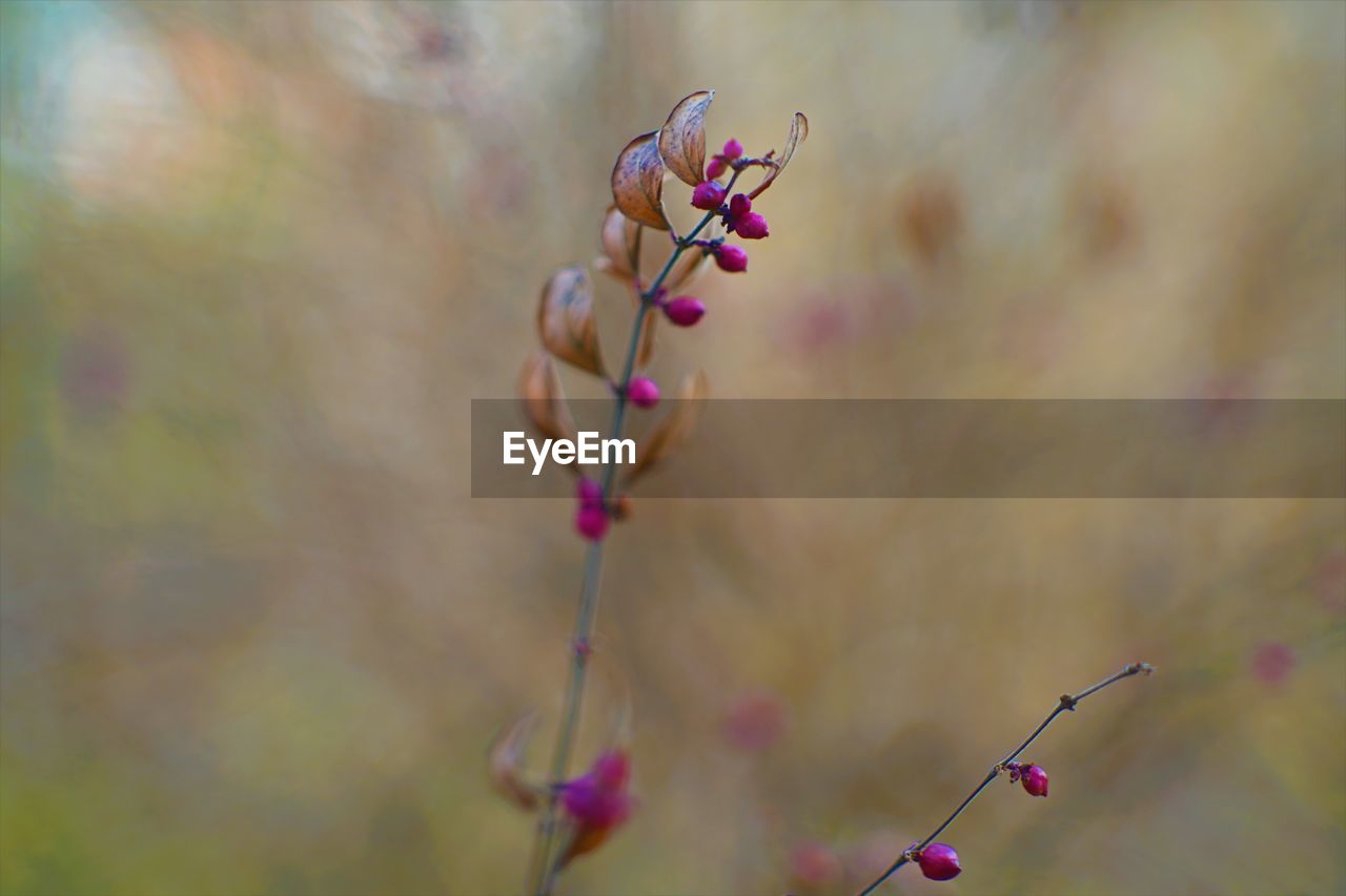 plant, flower, beauty in nature, flowering plant, nature, freshness, close-up, growth, fragility, leaf, focus on foreground, no people, blossom, macro photography, branch, tree, pink, plant stem, outdoors, springtime, selective focus, multi colored, day, petal, tranquility, twig, plant part
