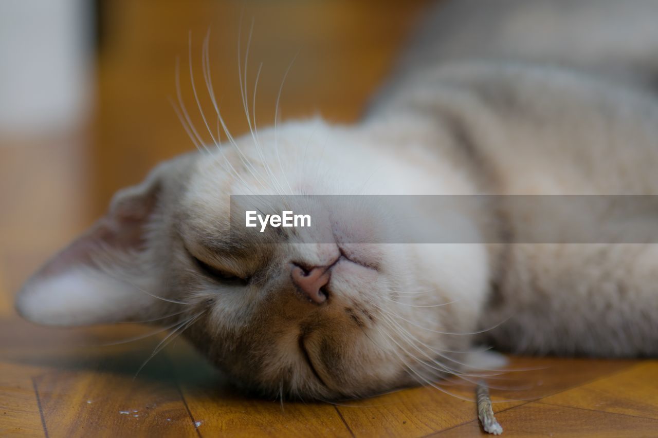 Close-up of cat sleeping on hardwood floor