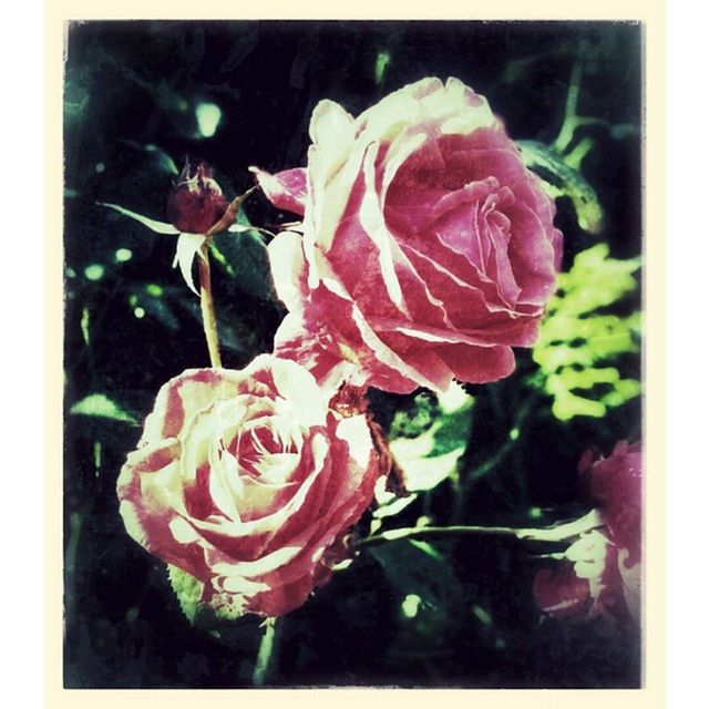 CLOSE-UP OF PINK ROSES