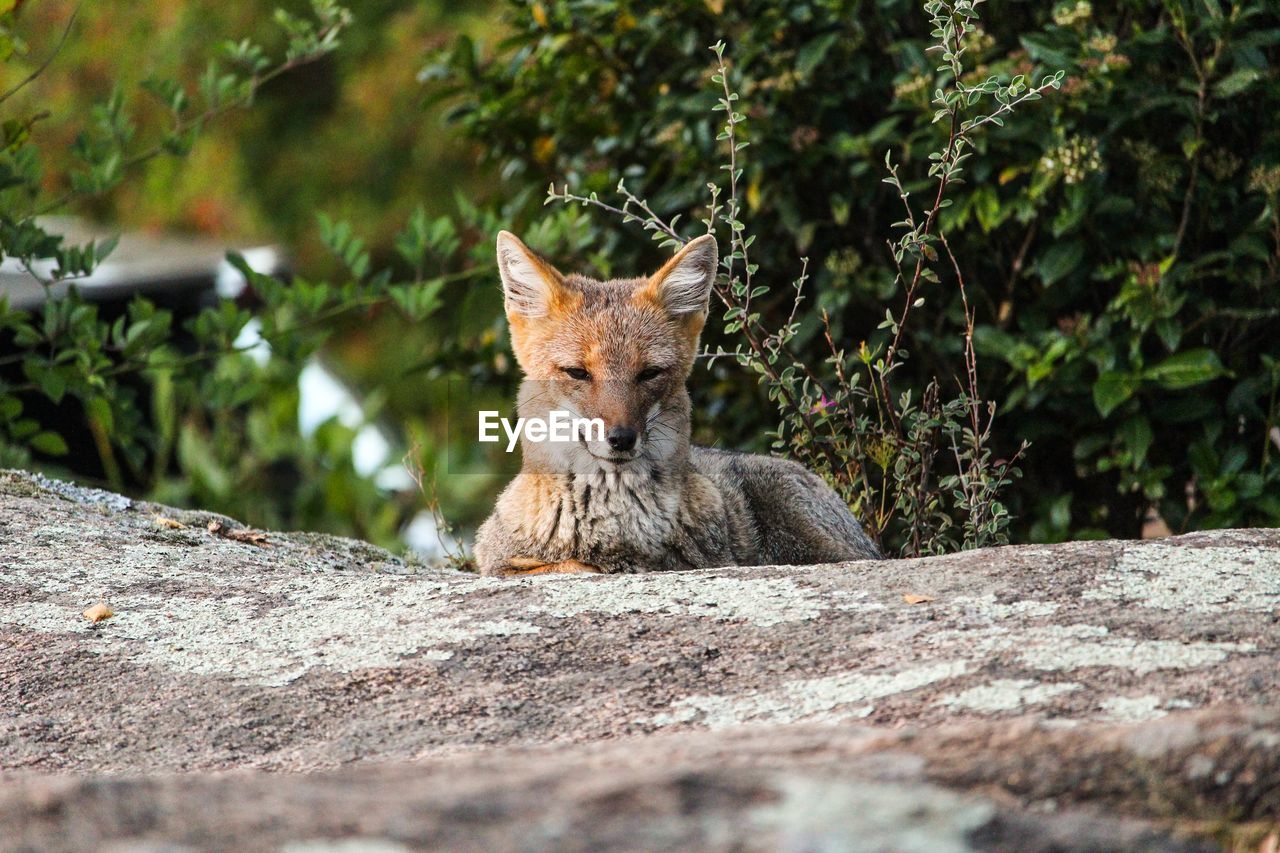 Close-up of fox on rock
