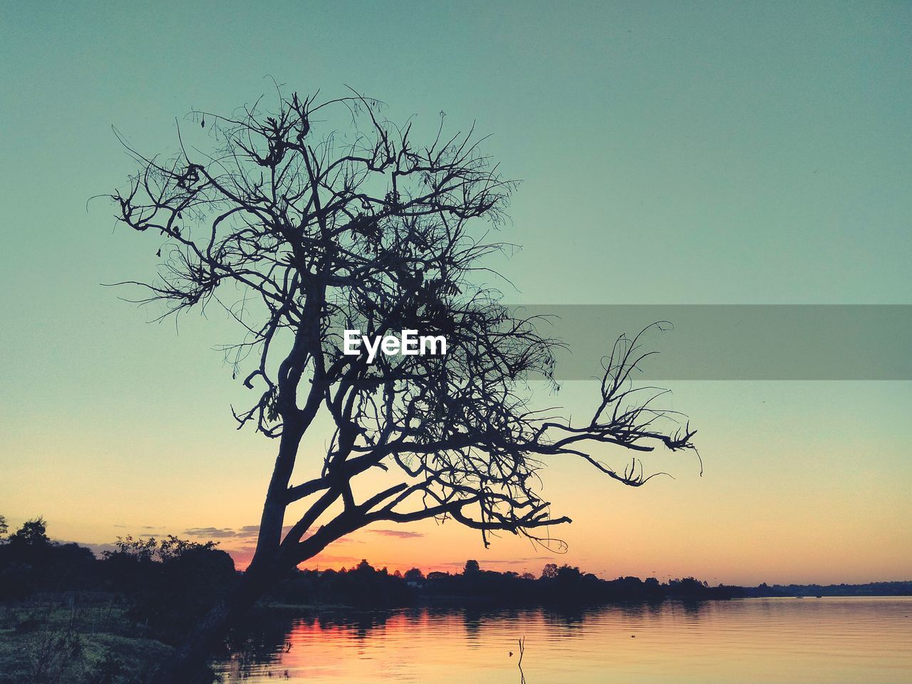 Silhouette tree by lake against sky during sunset