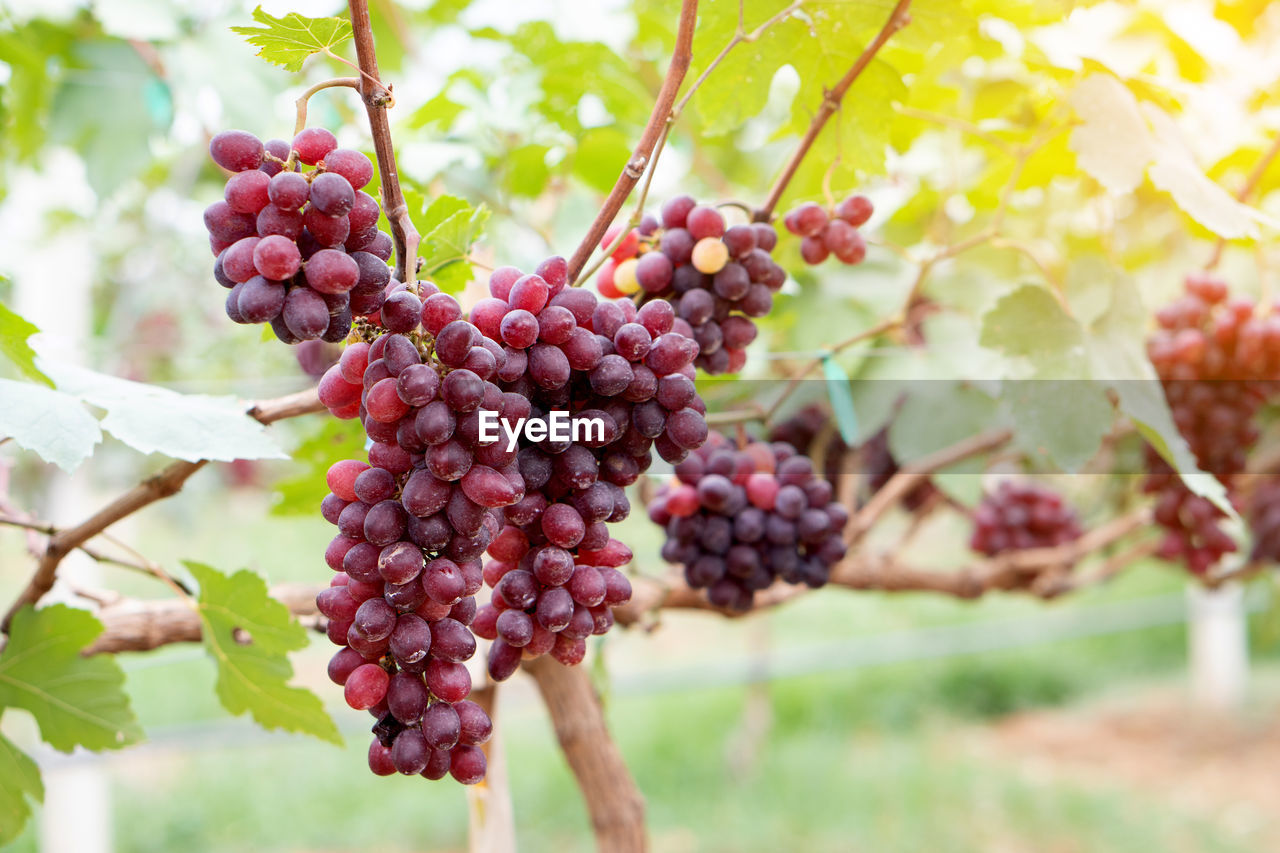 Close-up of red grapes on the vine in the field, grown in thailand with light ray